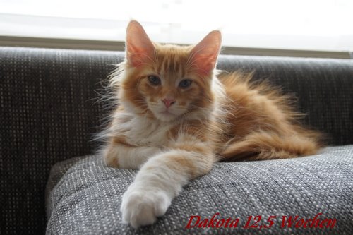  Sweet Proud Tigers Dakota red classic tabby white