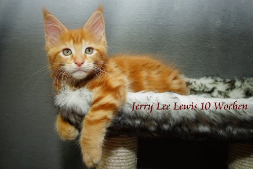  Sweet Proud Tigers Jerry Lee Lewis red classic tabby
