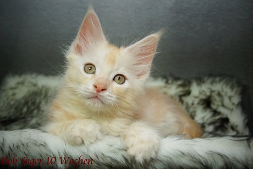  Sweet Proud Tigers Bob Seger red silver classic tabby white