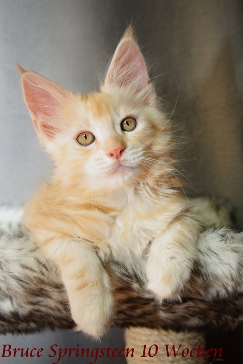  Sweet Proud Tigers Bruce Springsteen red silver classic tabby white