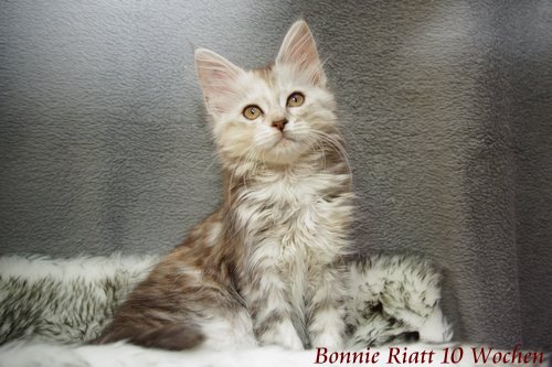  Sweet Proud Tigers Bonnie Riatt black silver classic torbie