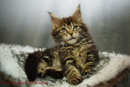  Sweet Proud Tigers Mary Pickford black classic torbie