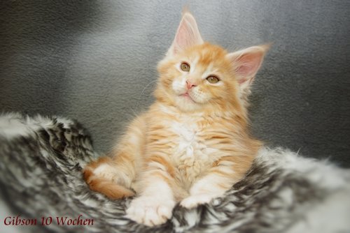  Sweet Proud Tigers Gibson red classic tabby