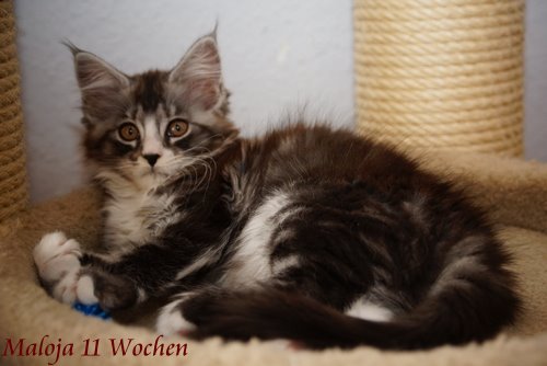  Sweet Proud Tigers Maloja black silver classic tabby white