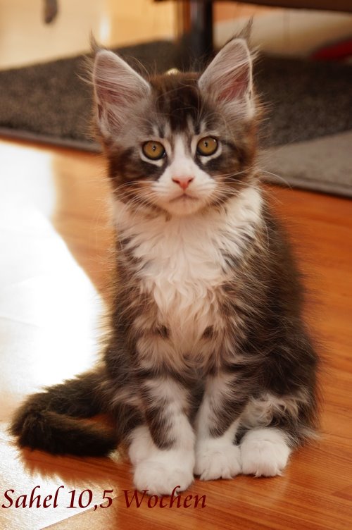  Sweet Proud Tigers Sahel black silver classic tabby white