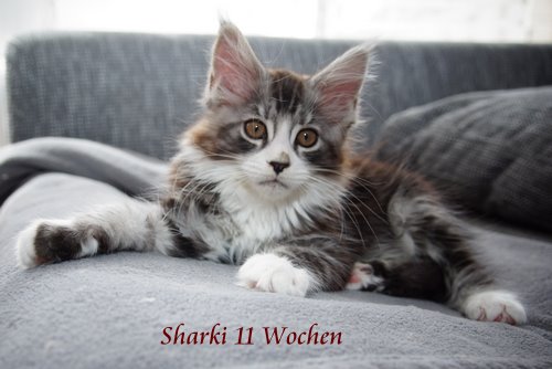  Sweet Proud Tigers Sharki black silver classic tabby white