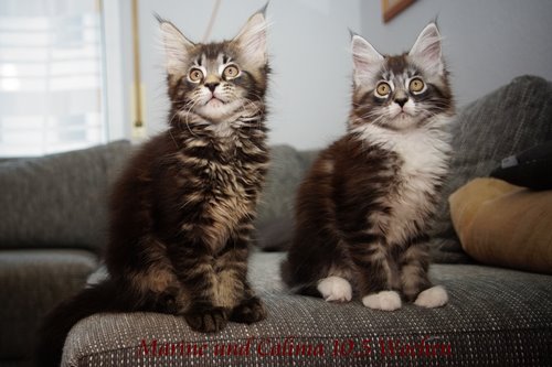 Sweet Proud Tigers Calima black silver classic tabby white
