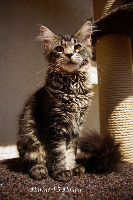 Sweet Proud Tigers Marine black classic tabby